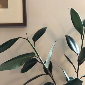 Meet your Posher, Darby